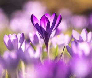 Preview wallpaper crocuses, flowers, purple, macro
