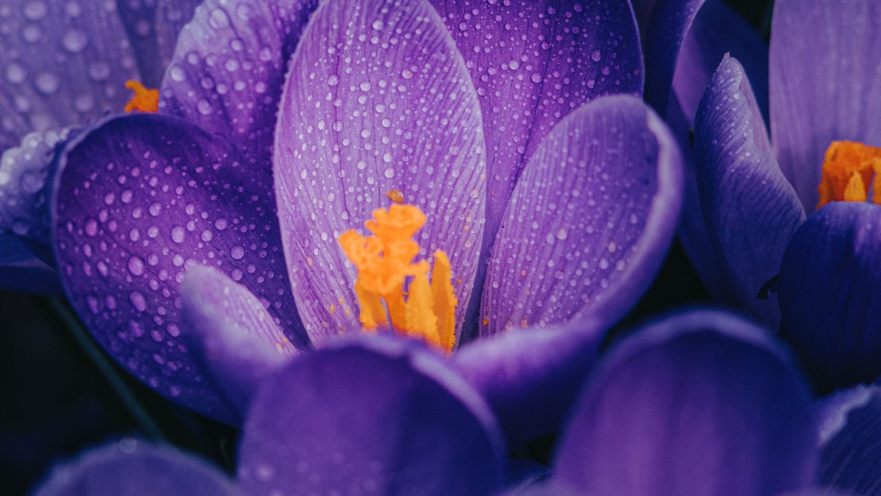 Wallpaper crocuses, flowers, purple, drops, wet, macro