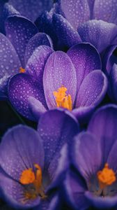 Preview wallpaper crocuses, flowers, purple, drops, wet, macro