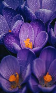 Preview wallpaper crocuses, flowers, purple, drops, wet, macro