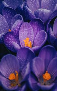 Preview wallpaper crocuses, flowers, purple, drops, wet, macro