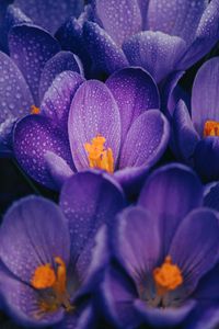 Preview wallpaper crocuses, flowers, purple, drops, wet, macro