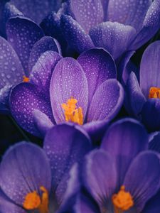 Preview wallpaper crocuses, flowers, purple, drops, wet, macro