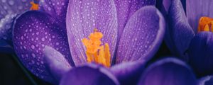 Preview wallpaper crocuses, flowers, purple, drops, wet, macro
