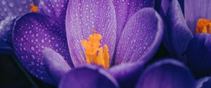 Preview wallpaper crocuses, flowers, purple, drops, wet, macro