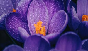 Preview wallpaper crocuses, flowers, purple, drops, wet, macro