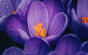 Preview wallpaper crocuses, flowers, purple, drops, wet, macro