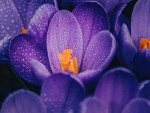 Preview wallpaper crocuses, flowers, purple, drops, wet, macro