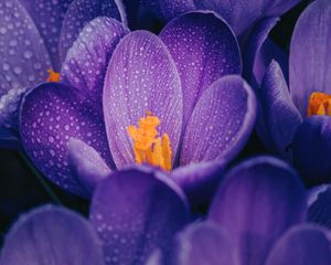 Preview wallpaper crocuses, flowers, purple, drops, wet, macro