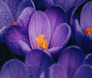 Preview wallpaper crocuses, flowers, purple, drops, wet, macro