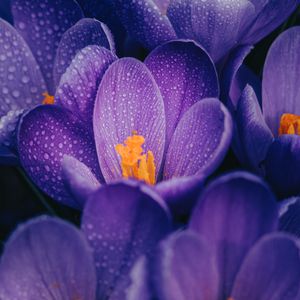 Preview wallpaper crocuses, flowers, purple, drops, wet, macro