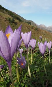 Preview wallpaper crocuses, flowers, purple, plants, mountains