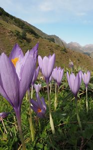 Preview wallpaper crocuses, flowers, purple, plants, mountains