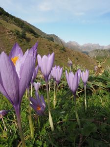 Preview wallpaper crocuses, flowers, purple, plants, mountains