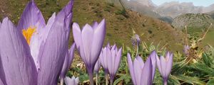 Preview wallpaper crocuses, flowers, purple, plants, mountains