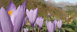 Preview wallpaper crocuses, flowers, purple, plants, mountains