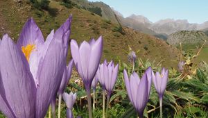 Preview wallpaper crocuses, flowers, purple, plants, mountains