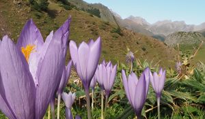 Preview wallpaper crocuses, flowers, purple, plants, mountains