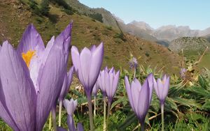 Preview wallpaper crocuses, flowers, purple, plants, mountains