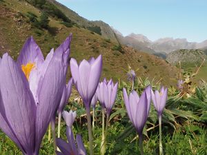 Preview wallpaper crocuses, flowers, purple, plants, mountains