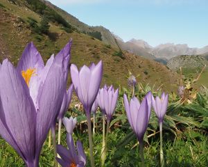 Preview wallpaper crocuses, flowers, purple, plants, mountains