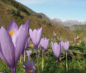 Preview wallpaper crocuses, flowers, purple, plants, mountains