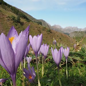 Preview wallpaper crocuses, flowers, purple, plants, mountains