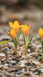 Preview wallpaper crocuses, flowers, rocks, leaf, spring, nature