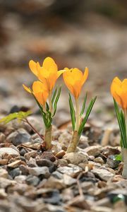 Preview wallpaper crocuses, flowers, rocks, leaf, spring, nature