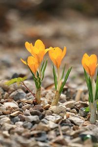 Preview wallpaper crocuses, flowers, rocks, leaf, spring, nature