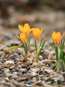 Preview wallpaper crocuses, flowers, rocks, leaf, spring, nature