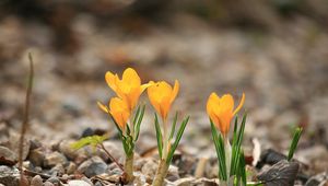 Preview wallpaper crocuses, flowers, rocks, leaf, spring, nature