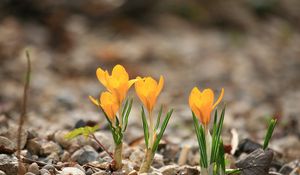 Preview wallpaper crocuses, flowers, rocks, leaf, spring, nature