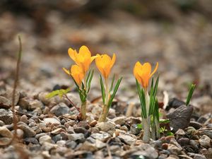 Preview wallpaper crocuses, flowers, rocks, leaf, spring, nature