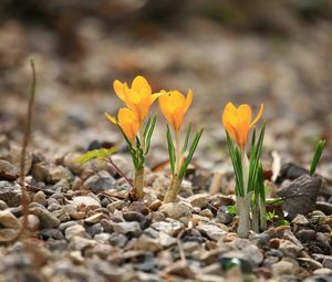 Preview wallpaper crocuses, flowers, rocks, leaf, spring, nature