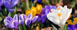 Preview wallpaper crocuses, flowers, spring, leaves, primrose