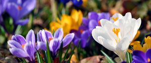 Preview wallpaper crocuses, flowers, spring, leaves, primrose