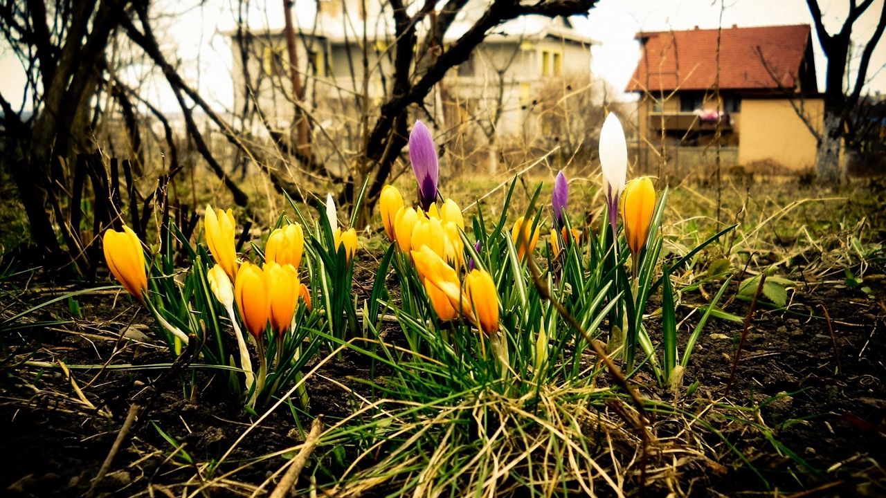 Wallpaper crocuses, flowers, spring, blossomed, land