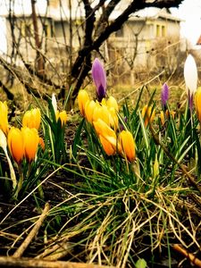 Preview wallpaper crocuses, flowers, spring, blossomed, land