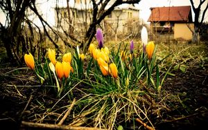 Preview wallpaper crocuses, flowers, spring, blossomed, land