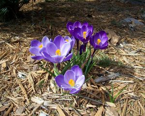 Preview wallpaper crocuses, flowers, spring, primroses, sunny