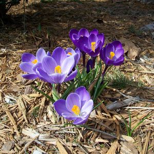 Preview wallpaper crocuses, flowers, spring, primroses, sunny