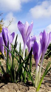 Preview wallpaper crocuses, flowers, spring, ground, sky, clouds