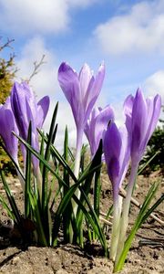 Preview wallpaper crocuses, flowers, spring, ground, sky, clouds