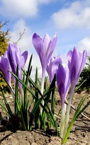 Preview wallpaper crocuses, flowers, spring, ground, sky, clouds