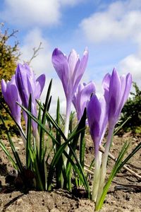 Preview wallpaper crocuses, flowers, spring, ground, sky, clouds