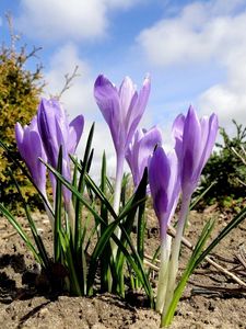 Preview wallpaper crocuses, flowers, spring, ground, sky, clouds