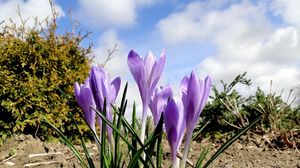 Preview wallpaper crocuses, flowers, spring, ground, sky, clouds