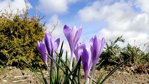 Preview wallpaper crocuses, flowers, spring, ground, sky, clouds