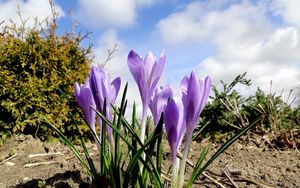 Preview wallpaper crocuses, flowers, spring, ground, sky, clouds